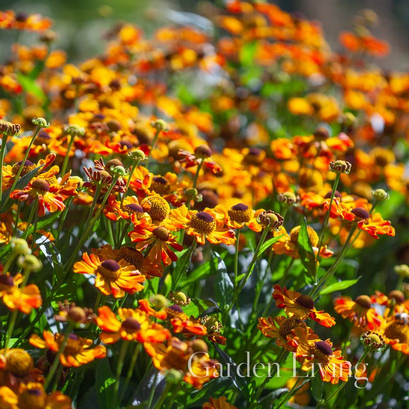 Solbrud 'Rauchtopas' - Helenium