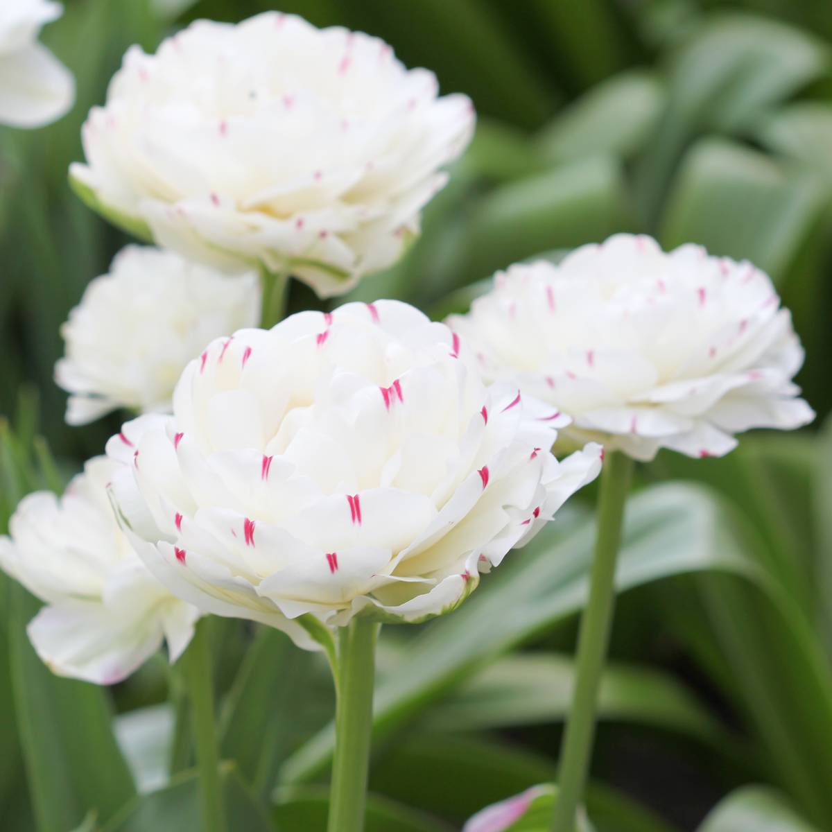 Tulipan 'Danceline', sen dobbel - 6 stk