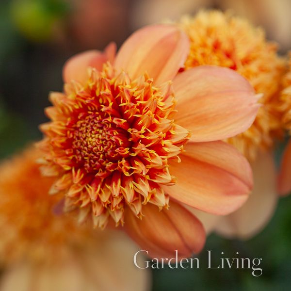 Hovedbilde Georgine 'Sandia Brocade' - Dahlia x cultorum, 1 stk.