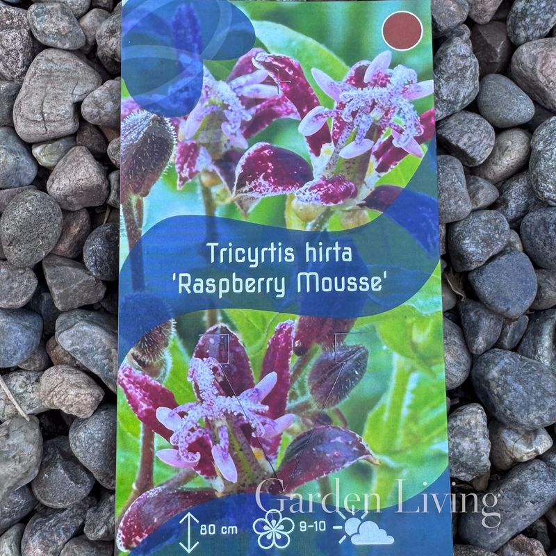 Skyggelilje 'Raspberry Mousse' - Tricyrtis hirta