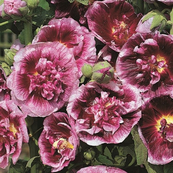 Hovedbilde Stokkrose 'Crème de Cassis' - Alcea rosea