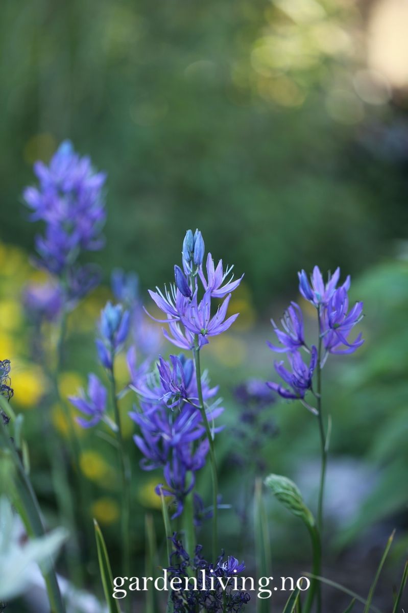 Bjørnestjerne 'Orion’ -  Camassia quamash - 10 stk
