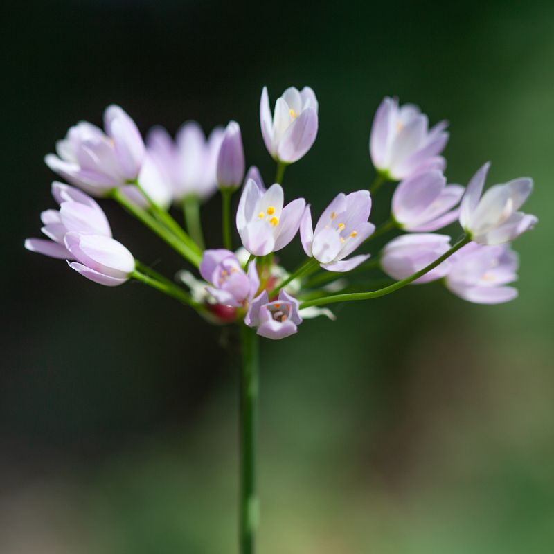 Kvickløk - Allium roseum - 25 stk