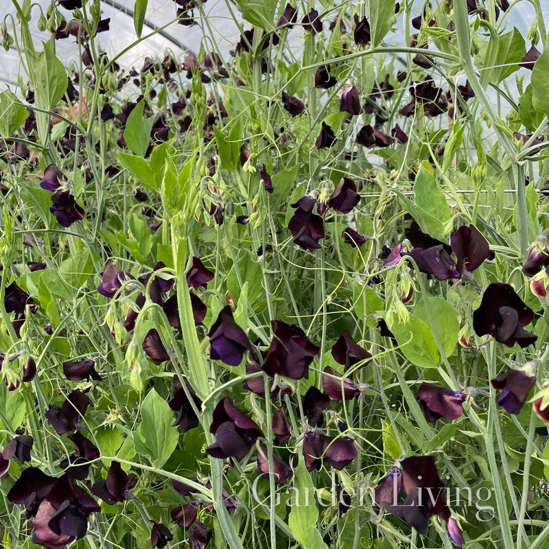 Blomsterert 'Almost Black' - Lathyrus odoratus 