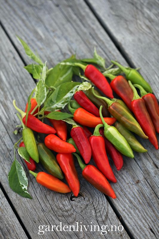 Chilipepper 'Fish Pepper' - Capsicum annuum 