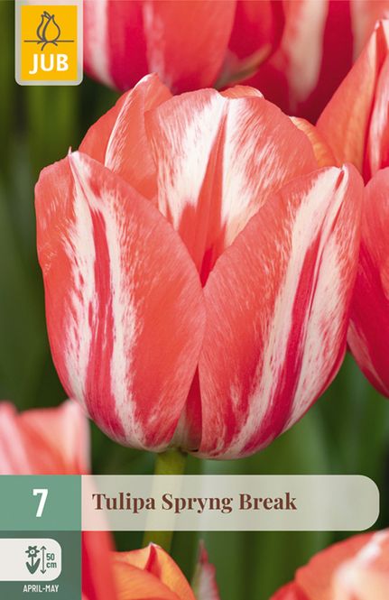 Hovedbilde Tulipan 'Spryng Break', Triumphtulipan - 7 stk