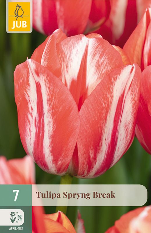 Tulipan 'Spryng Break', Triumphtulipan - 7 stk