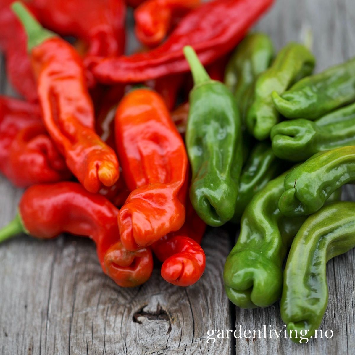 Chilipepper 'Peter Pepper Red'/'Penis Chili'- Capsicum annuum