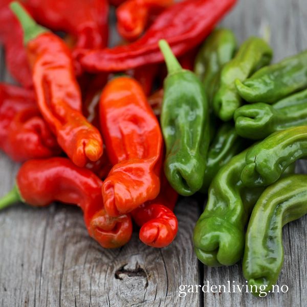 Hovedbilde Chilipepper 'Peter Pepper Red'/'Penis Chili'- Capsicum ...