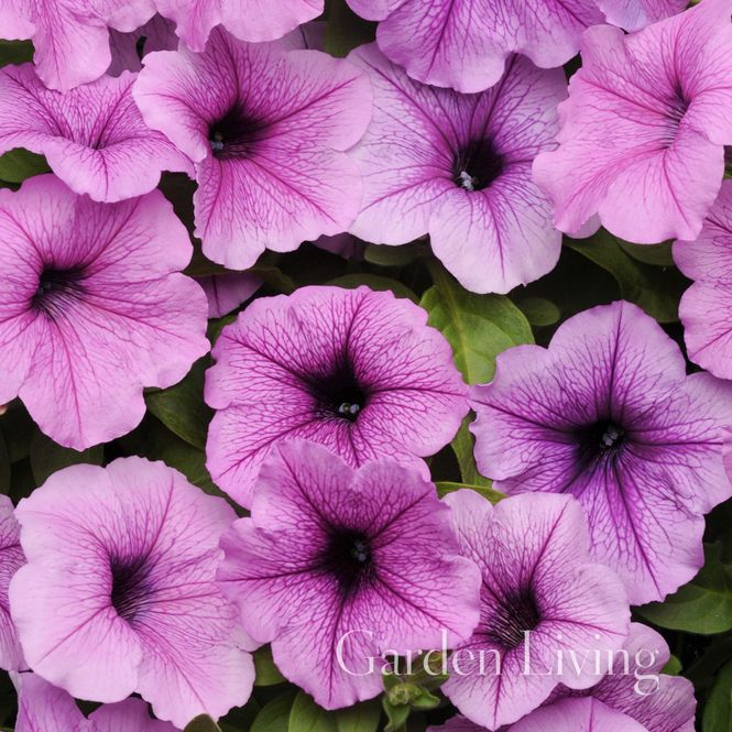 Hovedbilde Petunia 'Easy Wave Plum Vein' - Petunia x hybrida