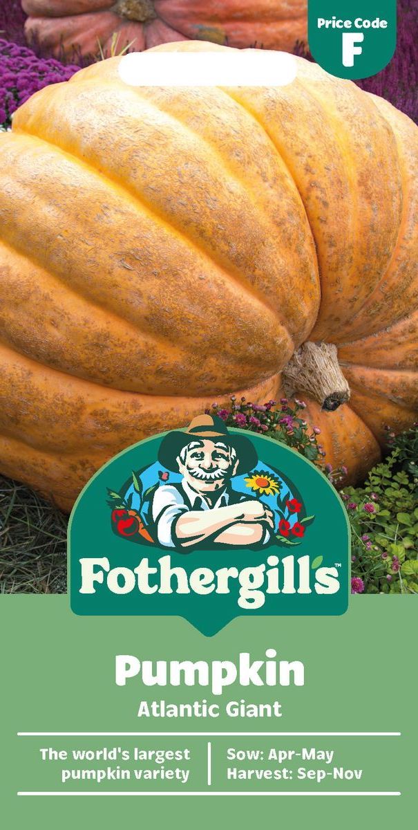 Gresskar 'Atlantic Giant' - Cucurbita