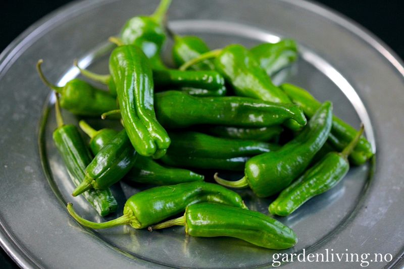 Chilipepper 'Padron' - Capsicum annuum 