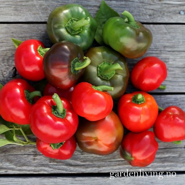 Hovedbilde Paprika 'Topepo Rosso' - Capsicum annuum