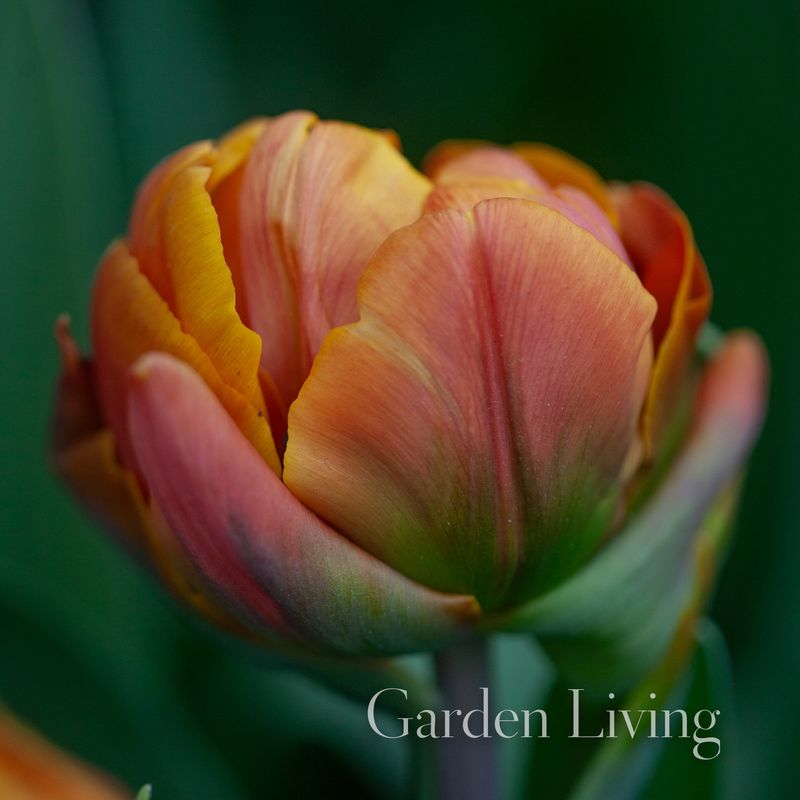 Tulipan 'Brasil', Tidlig dobbel - 8 stk