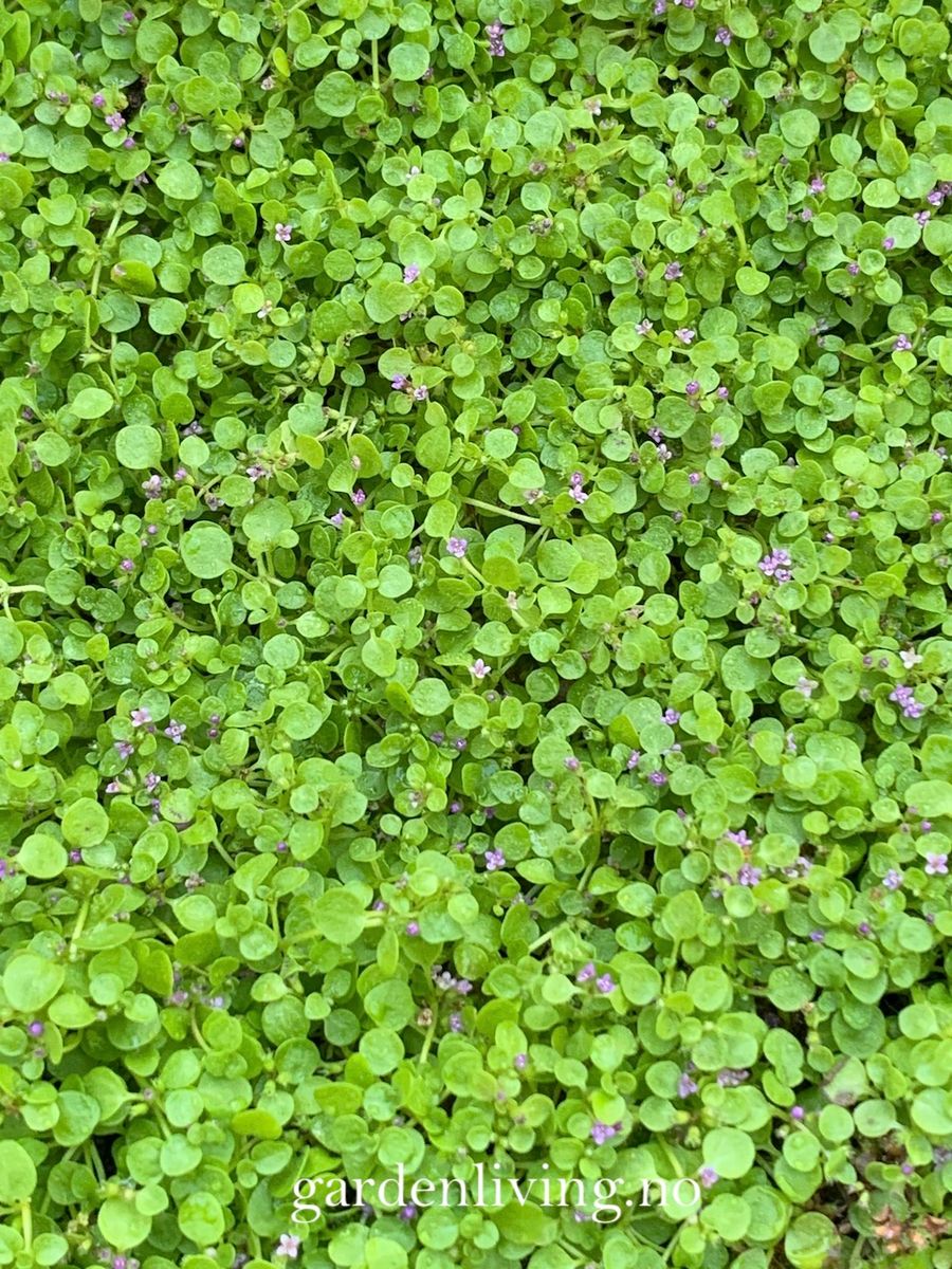 Korsikamynte - Mentha requenii