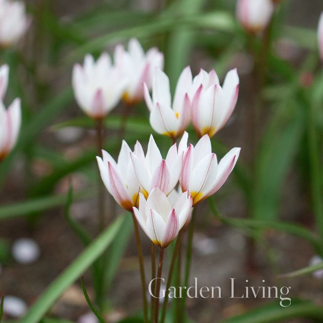 Hovedbilde Villtulipan 'Hilde' - Tulipa cretica - 10 stk