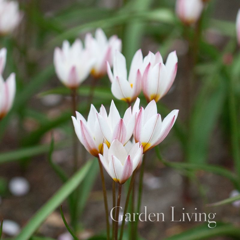 Villtulipan 'Hilde' - Tulipa cretica - 10 stk