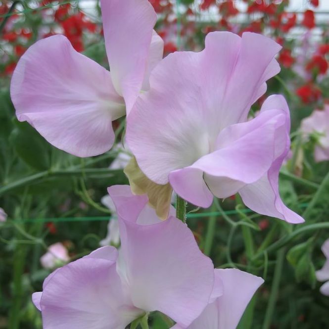 Hovedbilde Blomsterert 'Winter Sunshine Opal' - Lathyrus odoratus 