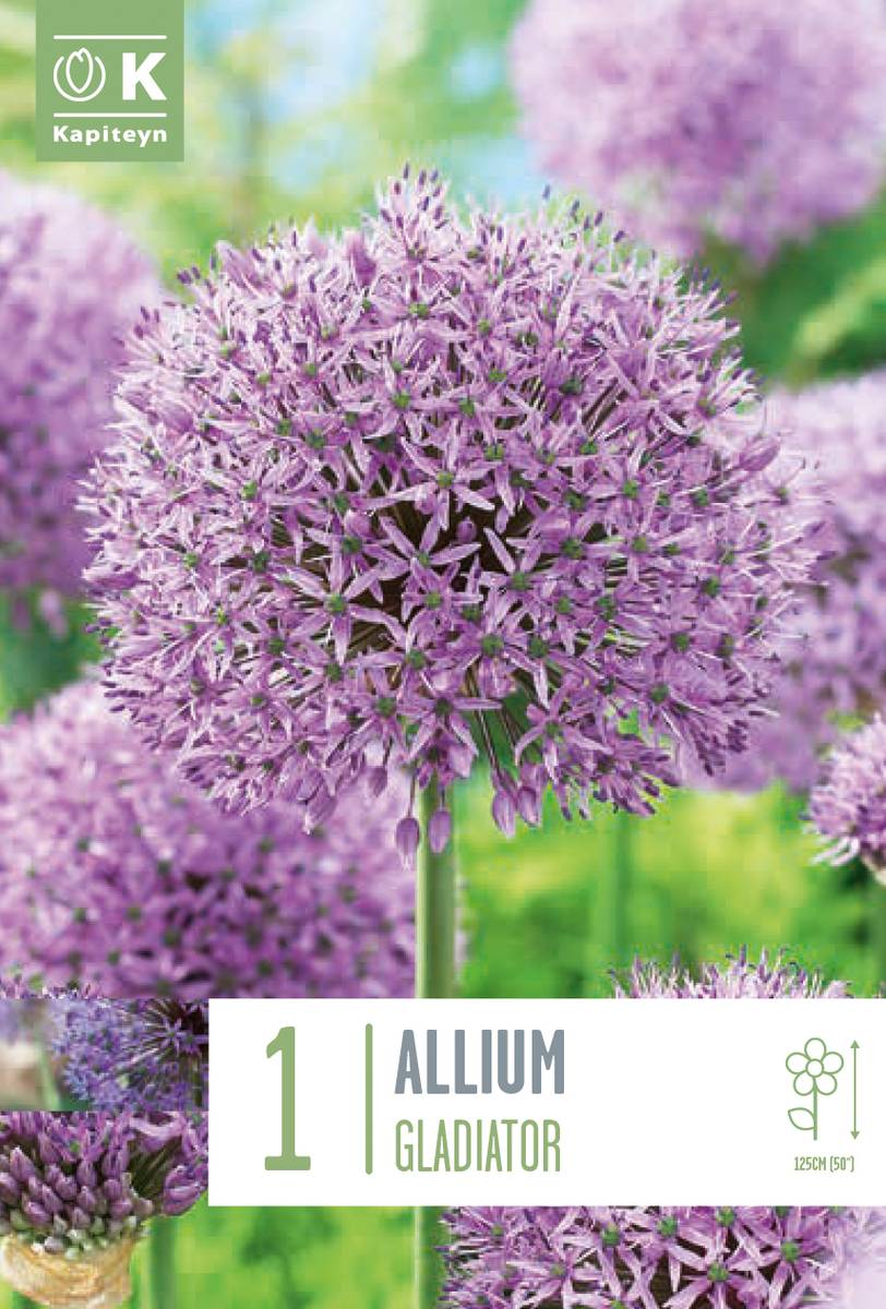Prydløk 'Gladiator' - Allium - 1 stk