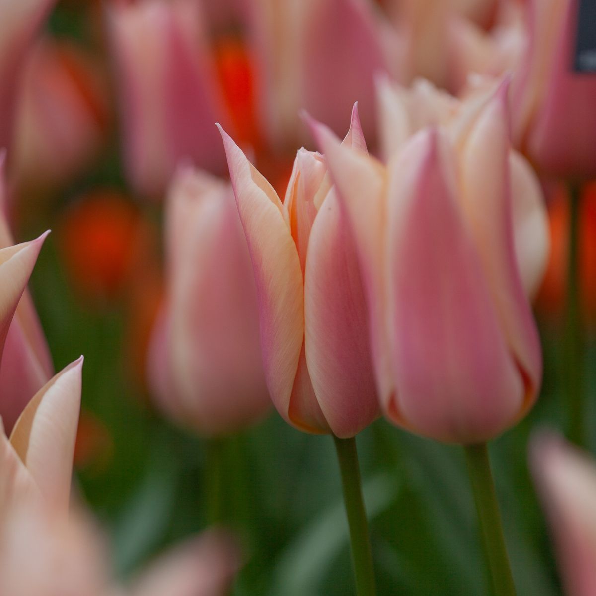 Tulipan 'Sanne', triumphtulipan - 10 stk