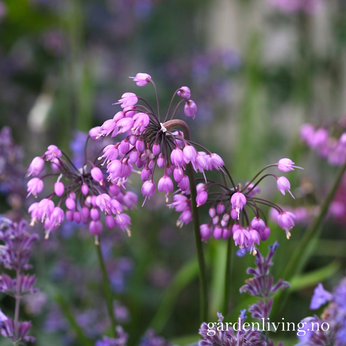 Prærieløk - Allium cernuum - 4 stk 