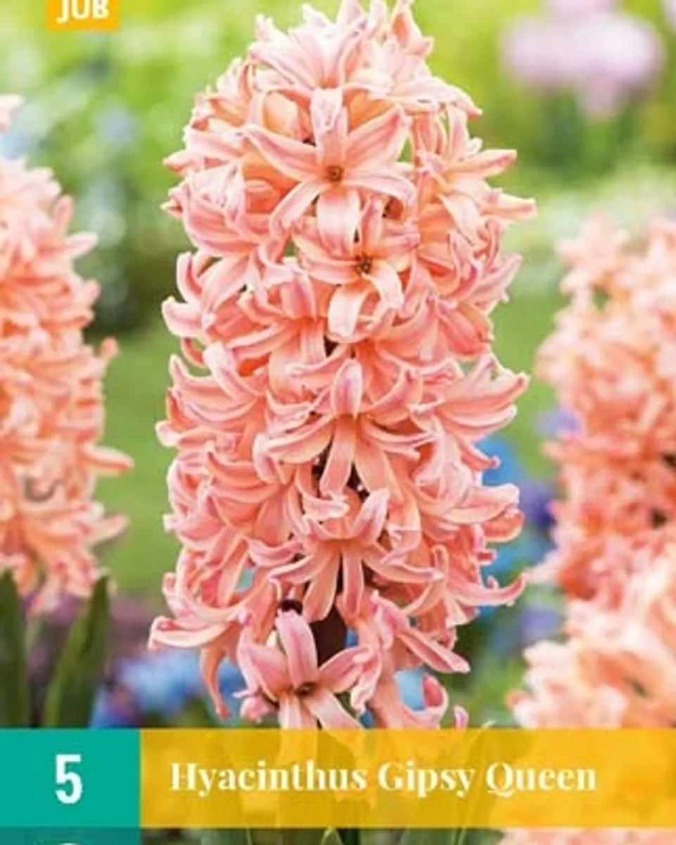 Svibel 'Gipsy Queen' - Hyacinthus - 5 stk