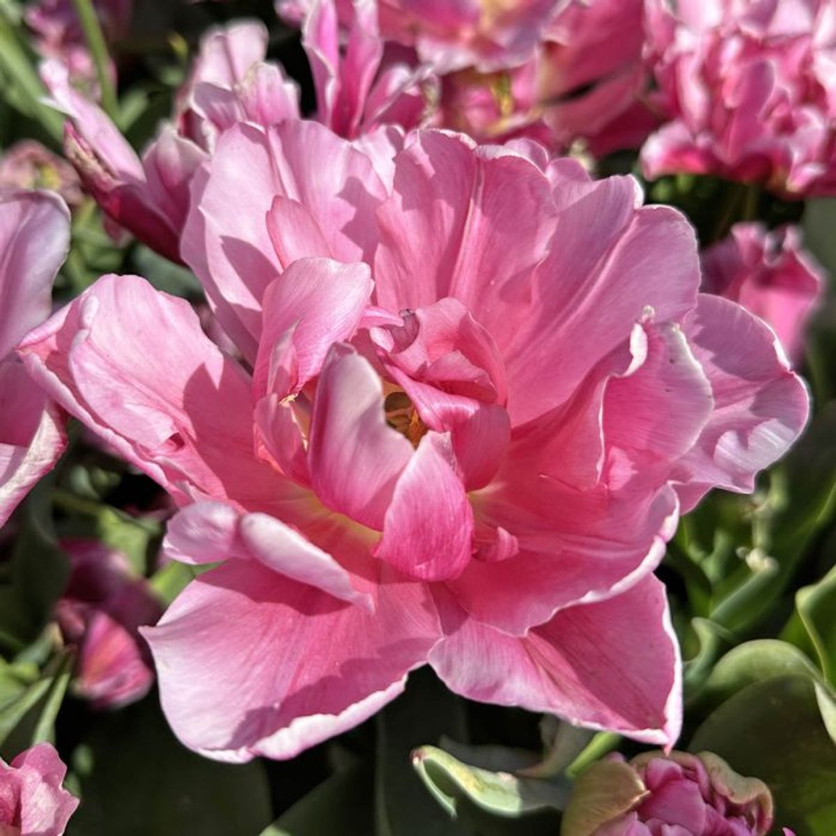 Tulipan 'Mama Mia', tidlig dobbel - 10 stk