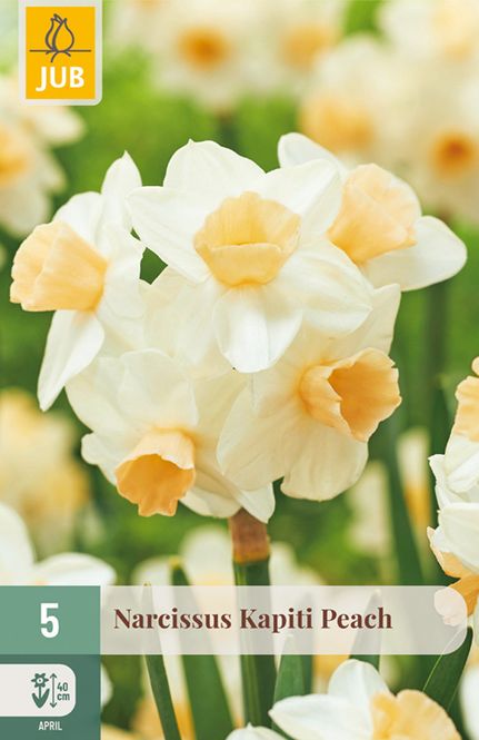 Hovedbilde Påskelilje 'Kapiti Peach' - Narcissus - 5 stk