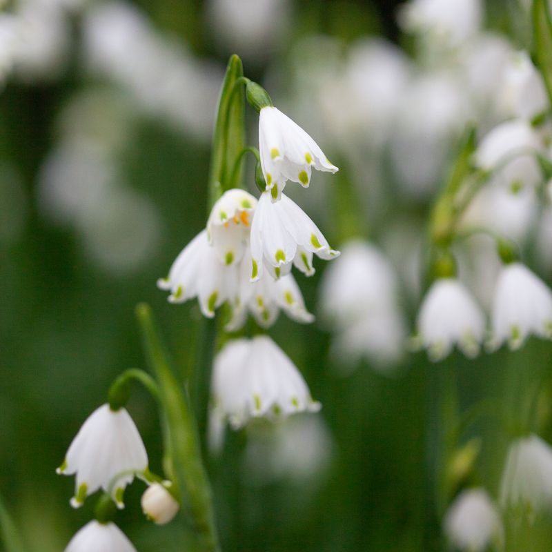 Jonsokklosterklokke - Leucojum aestivum - 5 stk