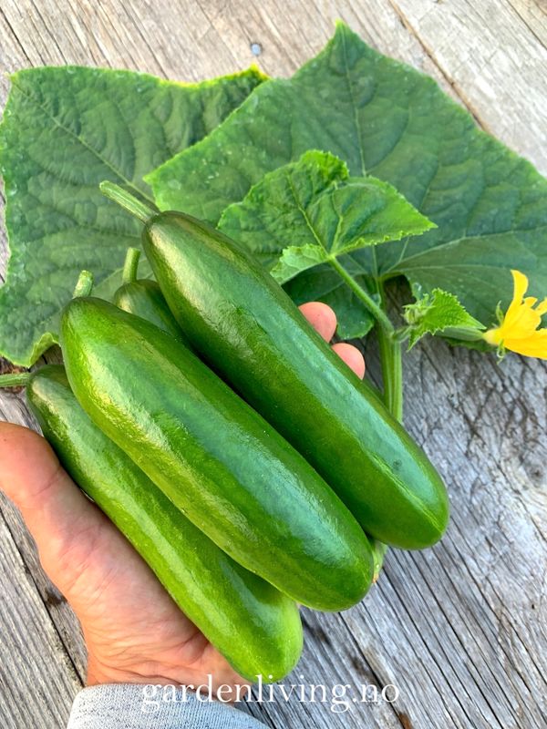 Slangeagurk 'Mini Munch' F1 mini - Cucumis sativus