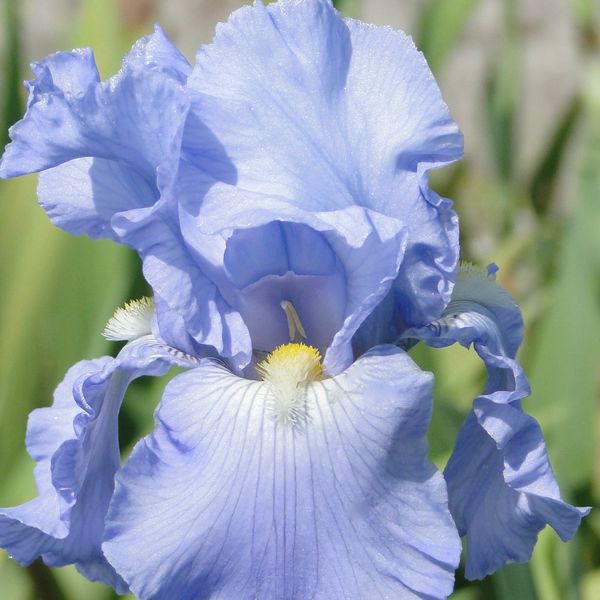 Hovedbilde Hageiris 'Babbling Brook' - Iris germanica