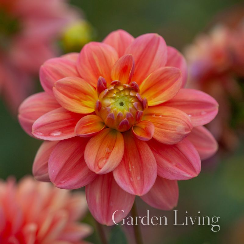 Georgine 'Morning Glory' - Dahlia x cultorum, 1 stk.