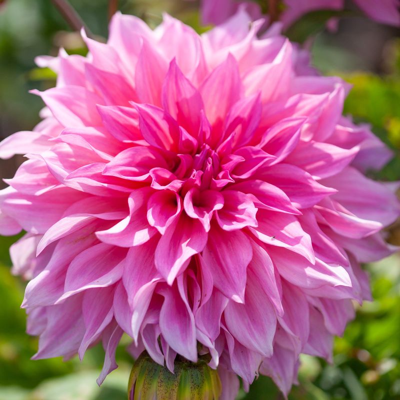 Georgine 'Cafe au Lait Rose - Dahlia x cultorum, 1 stk.