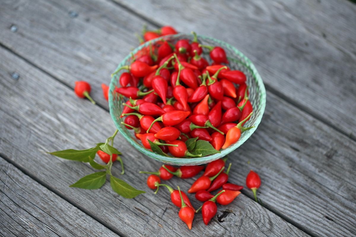 Chilipepper 'Biquinho Red' - Capsicum annuum