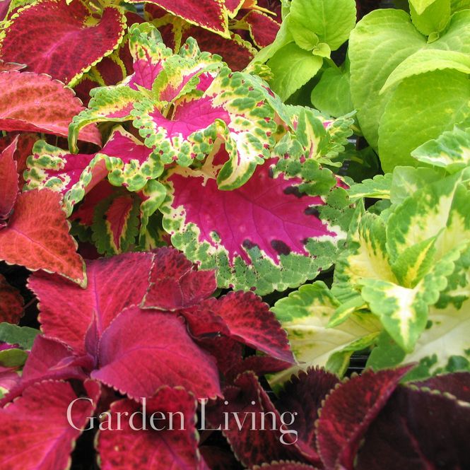 Hovedbilde Praktspragle 'Wizard® Mixed’ - Solenostemon blumei