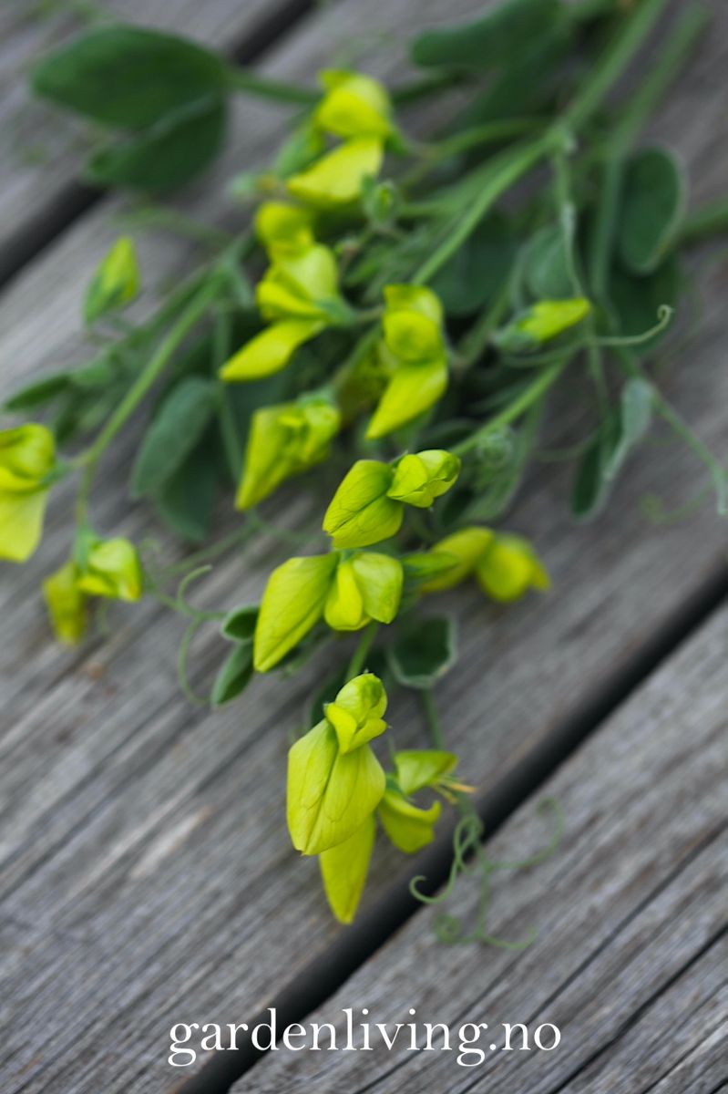Lathyrus chloranthus