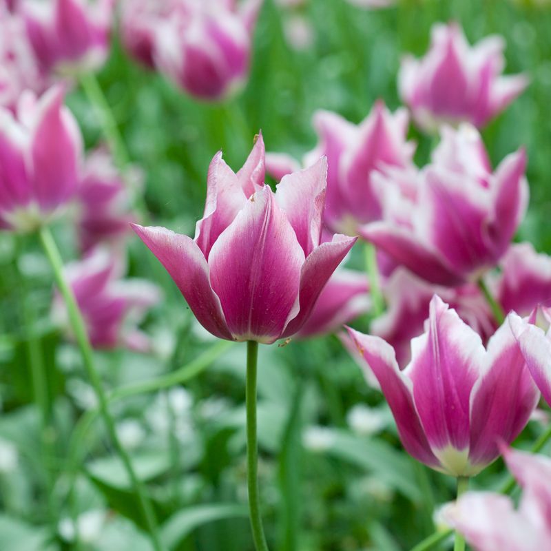 Tulipan 'Claudia', Liljeblomstrende - 7 stk