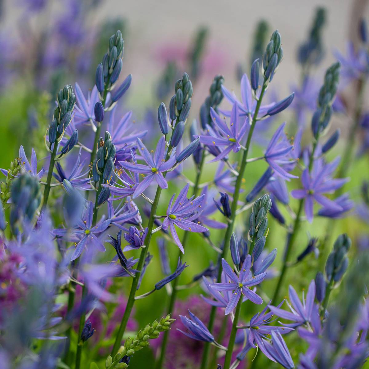 Bjørnestjerne 'Caerulea' - Camassia leichtlinii - 2 stk