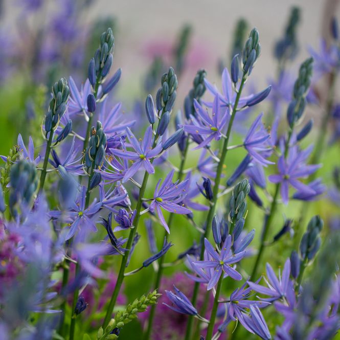Hovedbilde Bjørnestjerne 'Caerulea' - Camassia leichtlinii - 2 stk
