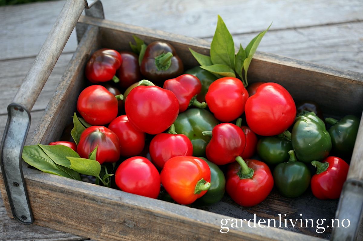 Paprika 'Topepo Rosso' - Capsicum annuum
