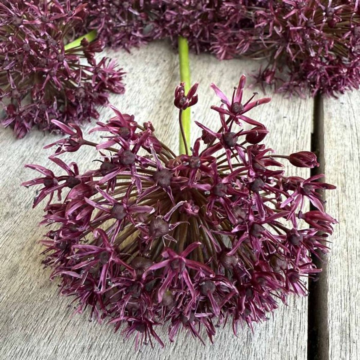 Vinløk - Allium atropurpureum - 10 stk