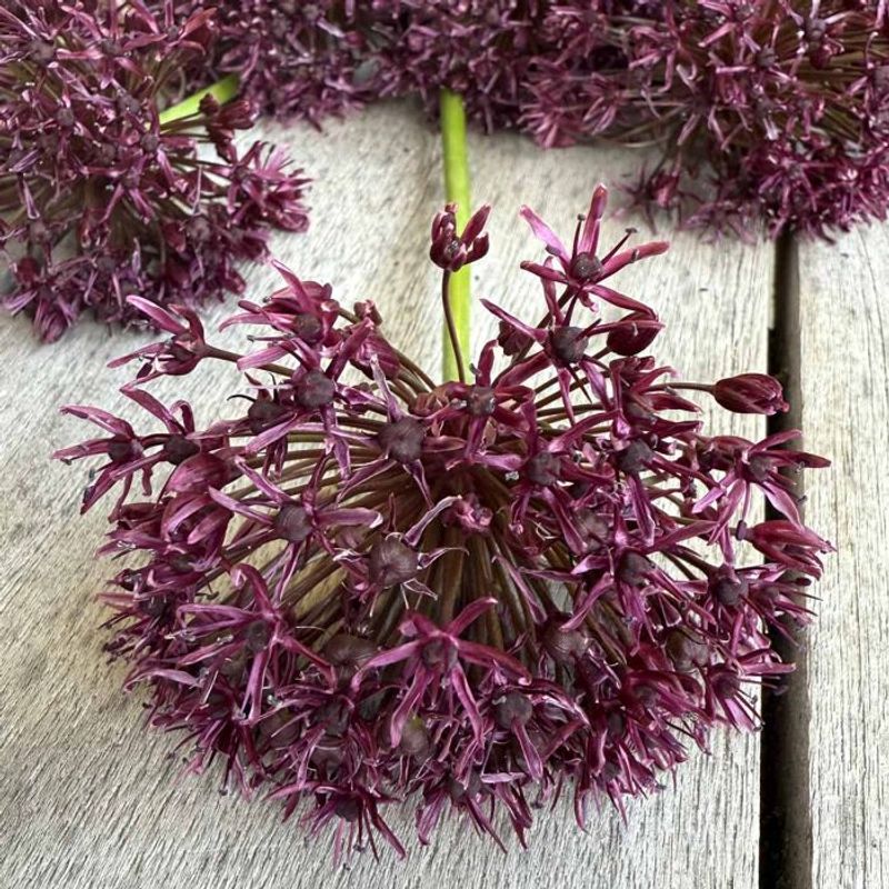 Vinløk - Allium atropurpureum - 10 stk