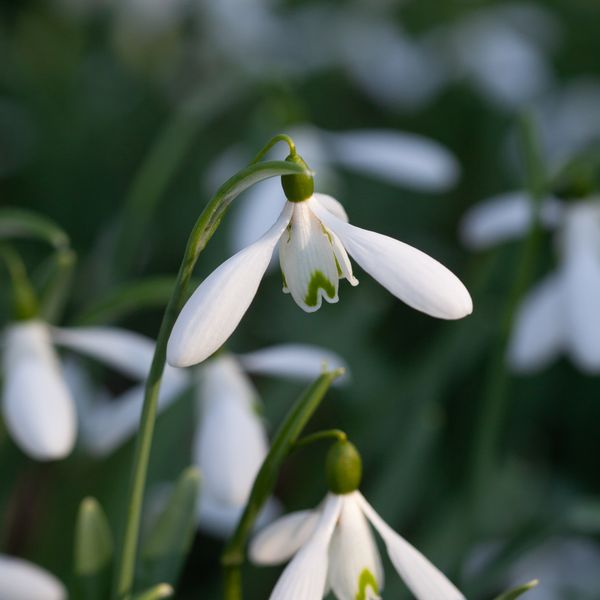 Hovedbilde Snøklokke 'Atkinsii'  - Galanthus - 1 stk