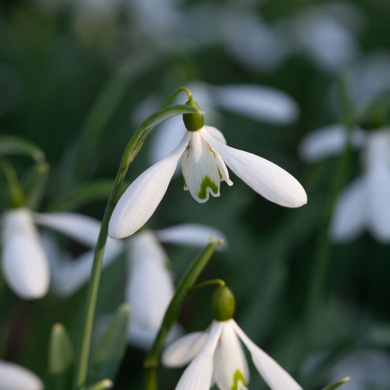 Snøklokke 'Atkinsii'  - Galanthus - 1 stk