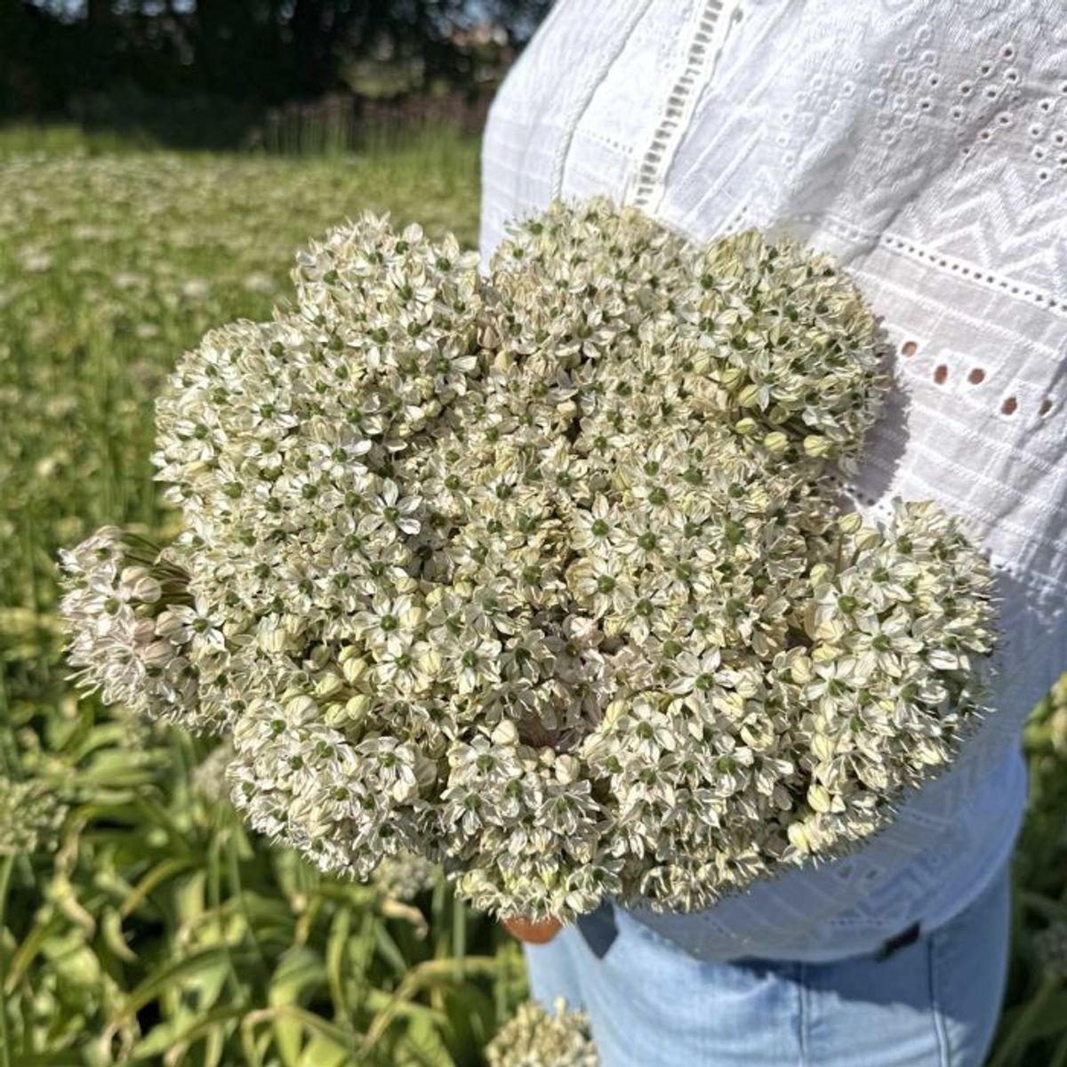 Svartløk - Allium nigrum - 10 stk