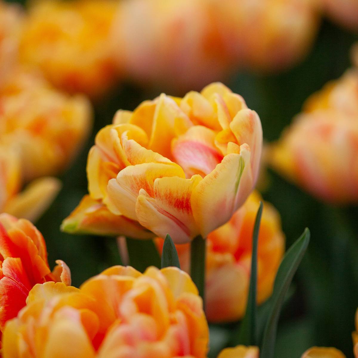 Tulipan 'Foxy Foxtrot’, sen dobbel - 8 stk