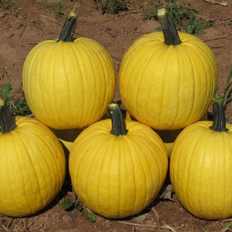 Gresskar 'Mellow Yellow' - Cucurbita