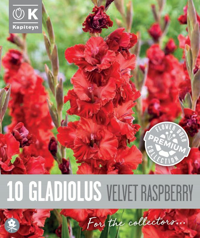 Gladiol 'Velvet Raspberry' - Gladiolus, 10 stk.