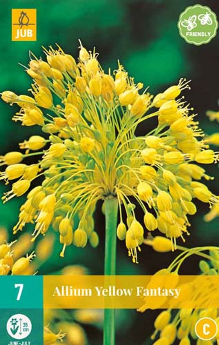 Prydløk 'Yellow Fantasy' - Allium, 7 stk