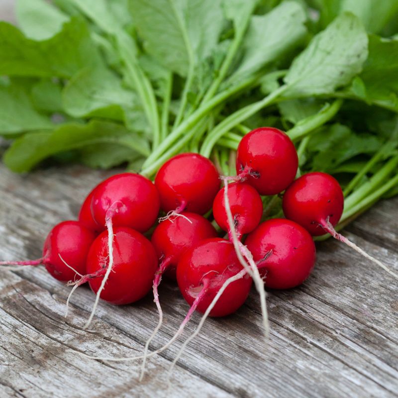 Reddik 'Scarlet Globe' - Raphanus sativus